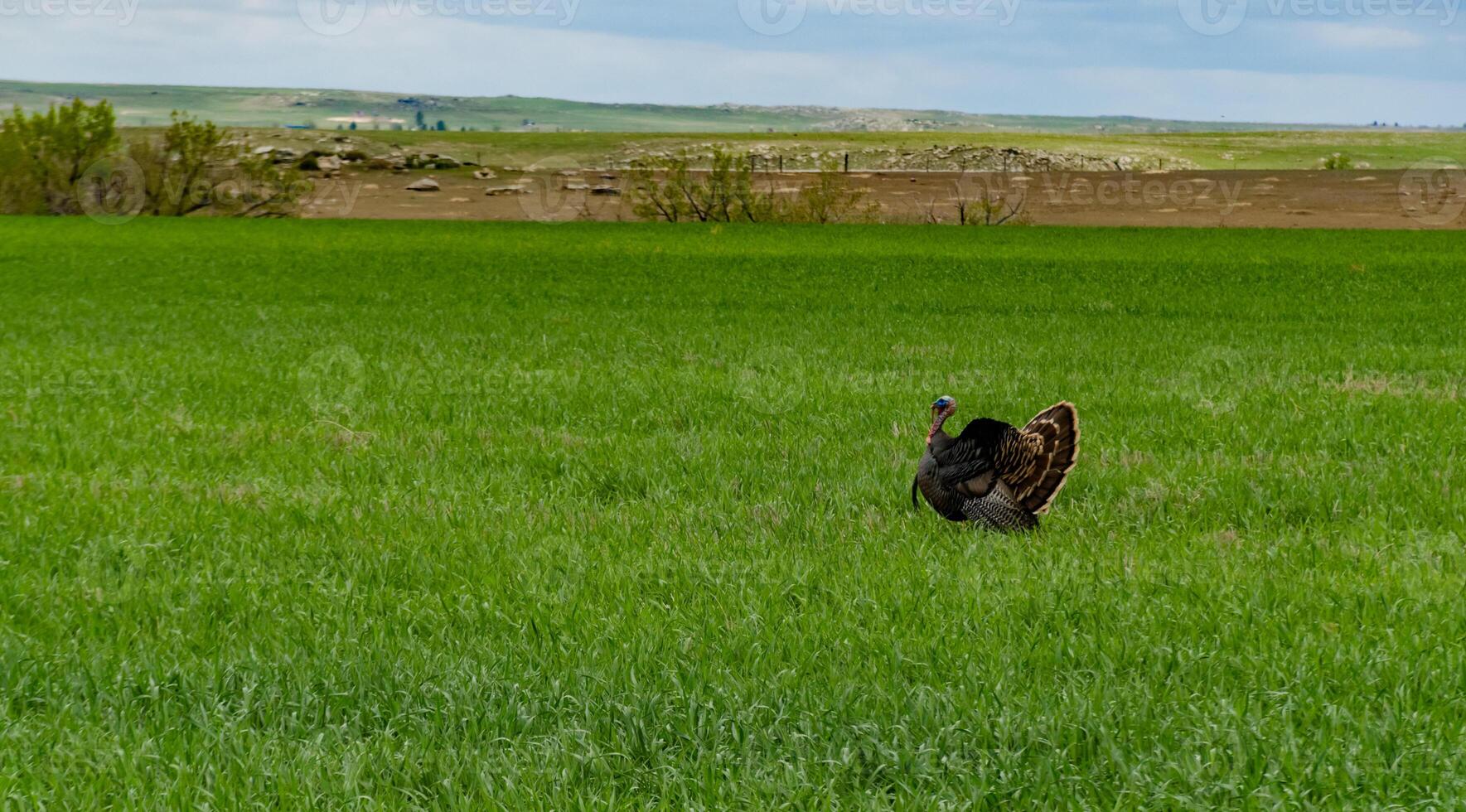 The wild turkey Meleagris gallopavo, USA photo