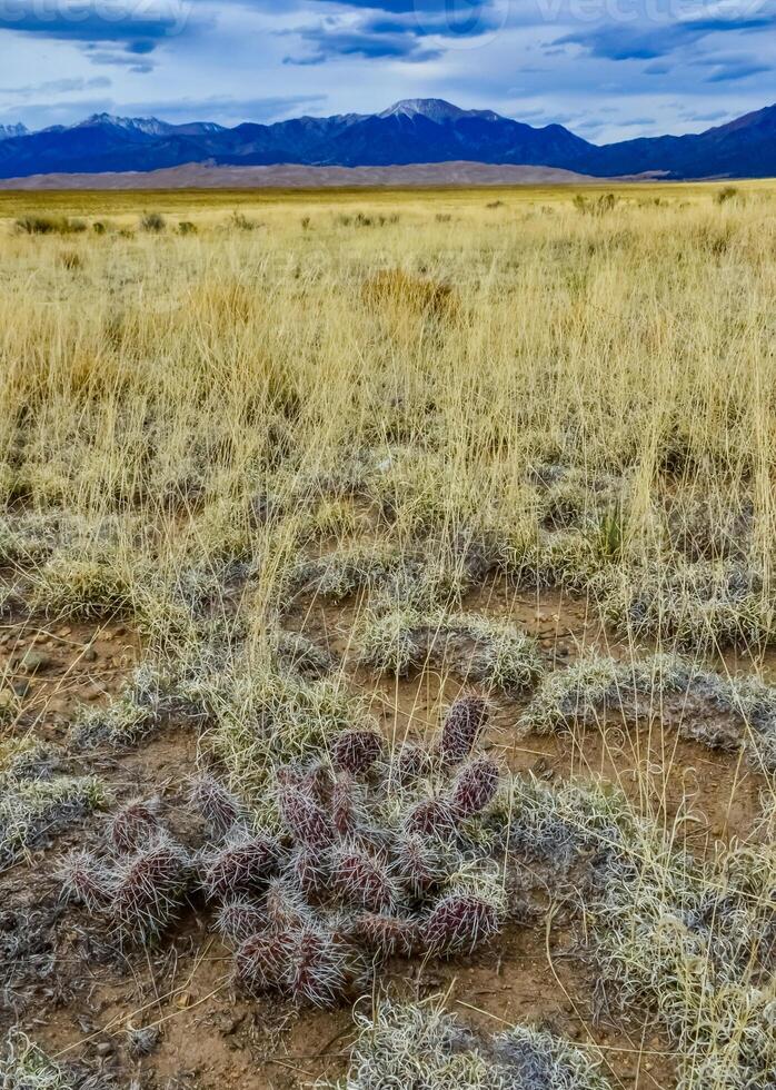 Desert plants, Great Sand Dunes National Park with mountains in the background, Colorado, US photo