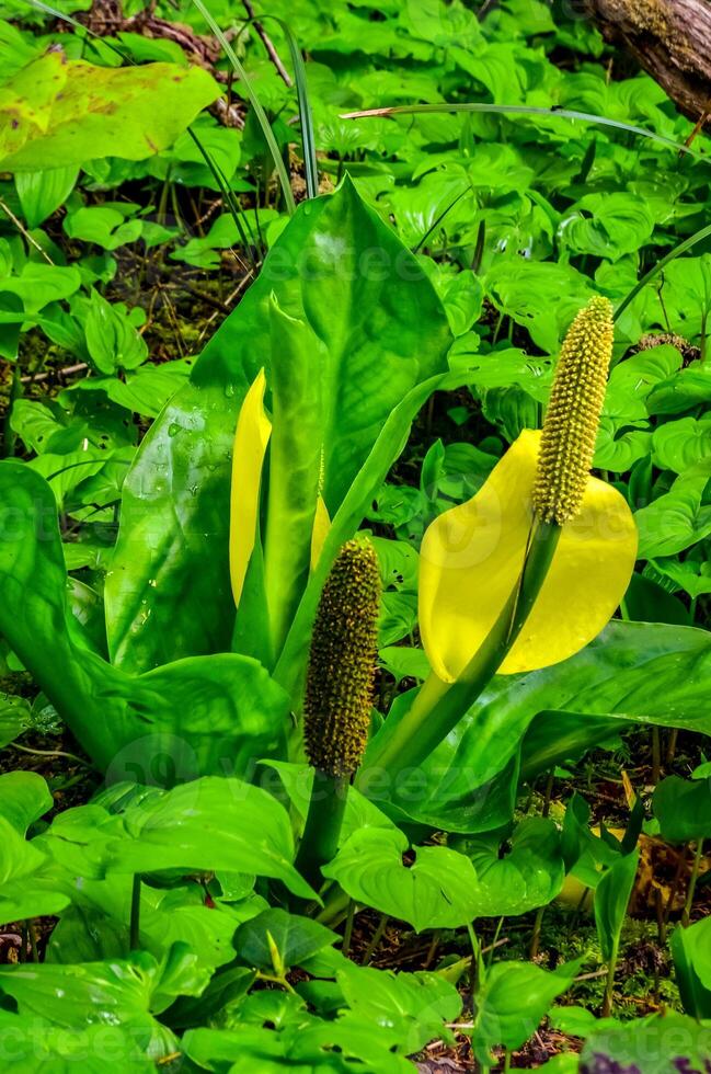 Western Skunk Cabbage Lysichiton americanus in a red alder grove, Olympic National Park, Washington photo