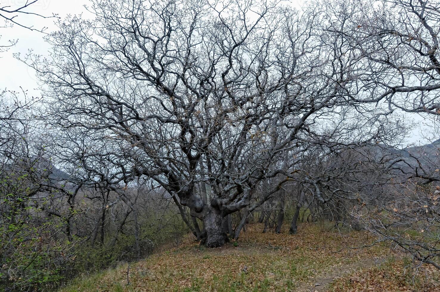 Big old tree in the valley near the mountain of the ancient volcano Karadag photo