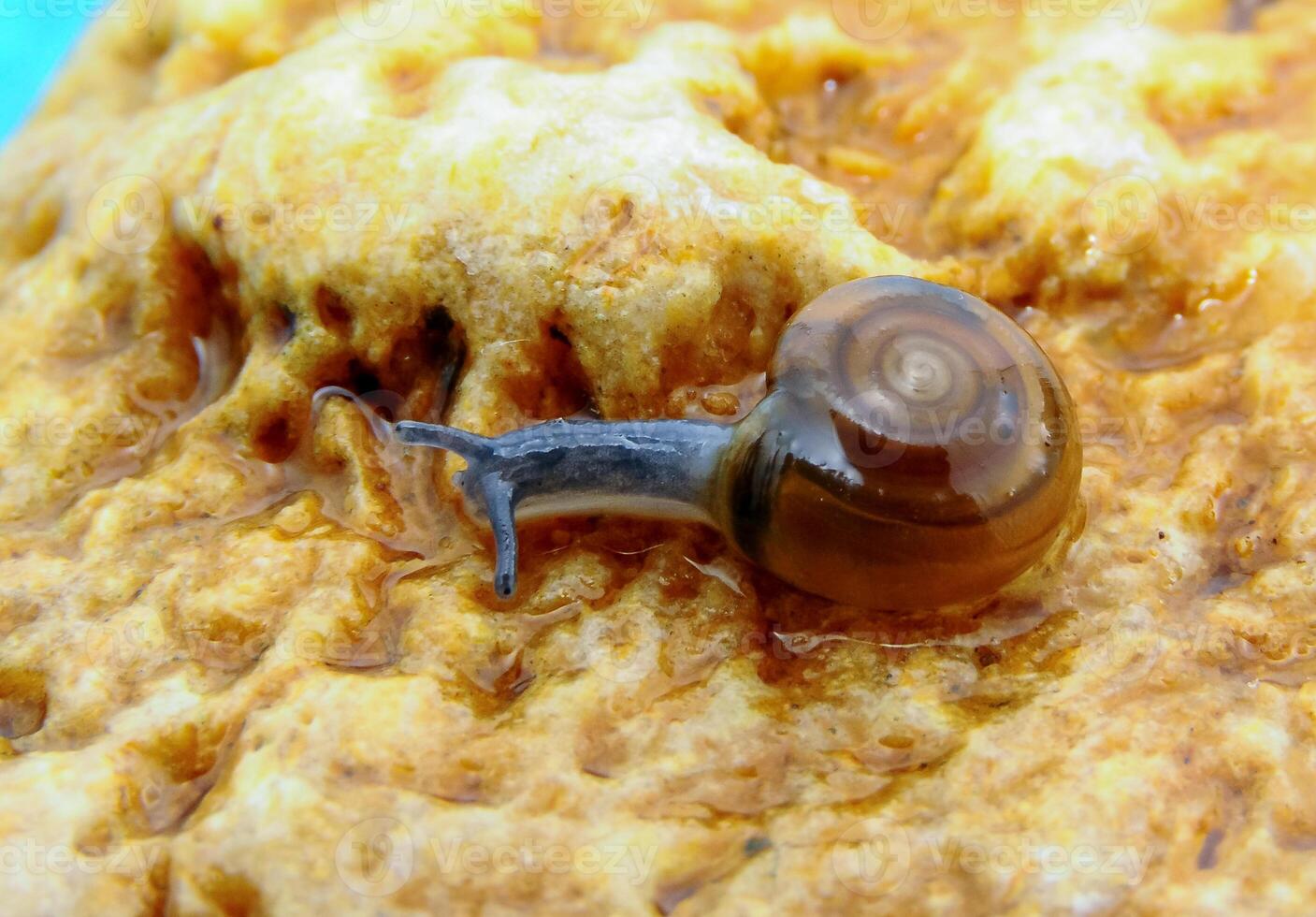 Glass snail Oxychilus translucidus a species of small land snail photo