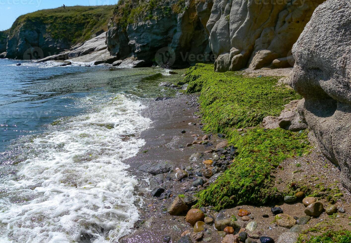 Rotting green and red algae washed ashore by a storm in Bulgaria, Black Sea photo