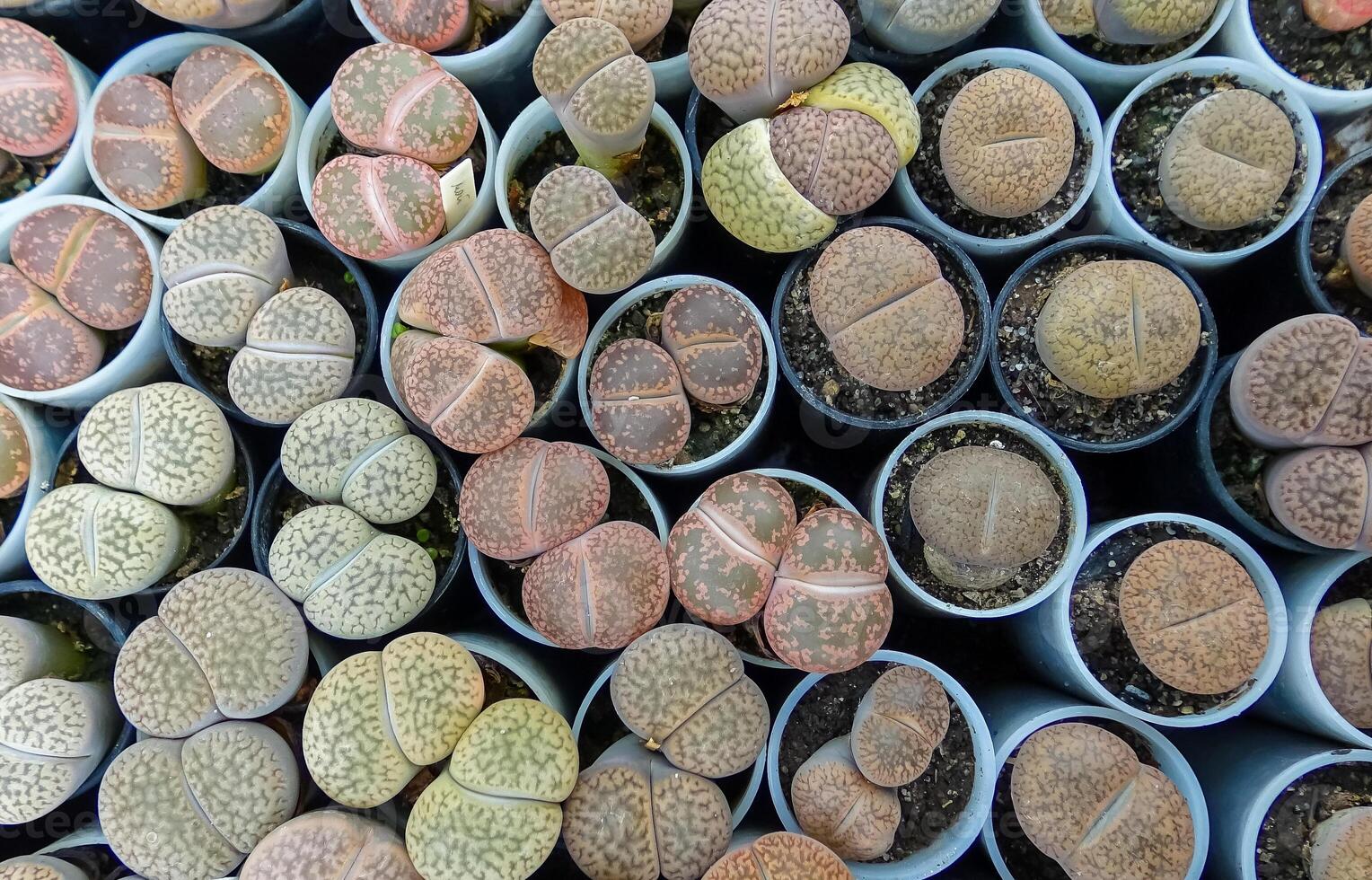 Mesembs Lithops sp. South African plant from Namibia in the botanical collection of supersucculent plants photo