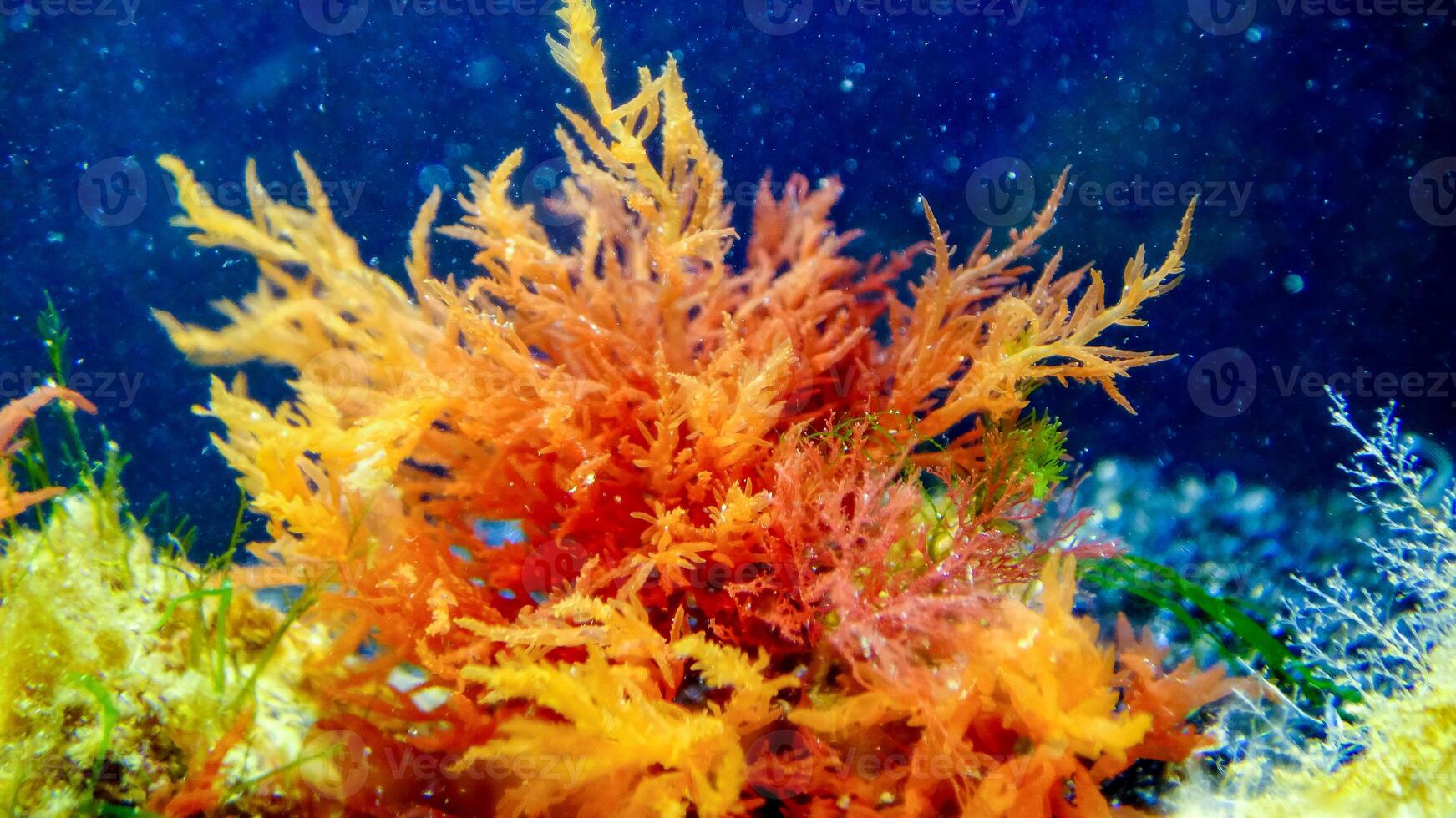 Black Sea algae. Red algae on rocks in the Black Sea photo