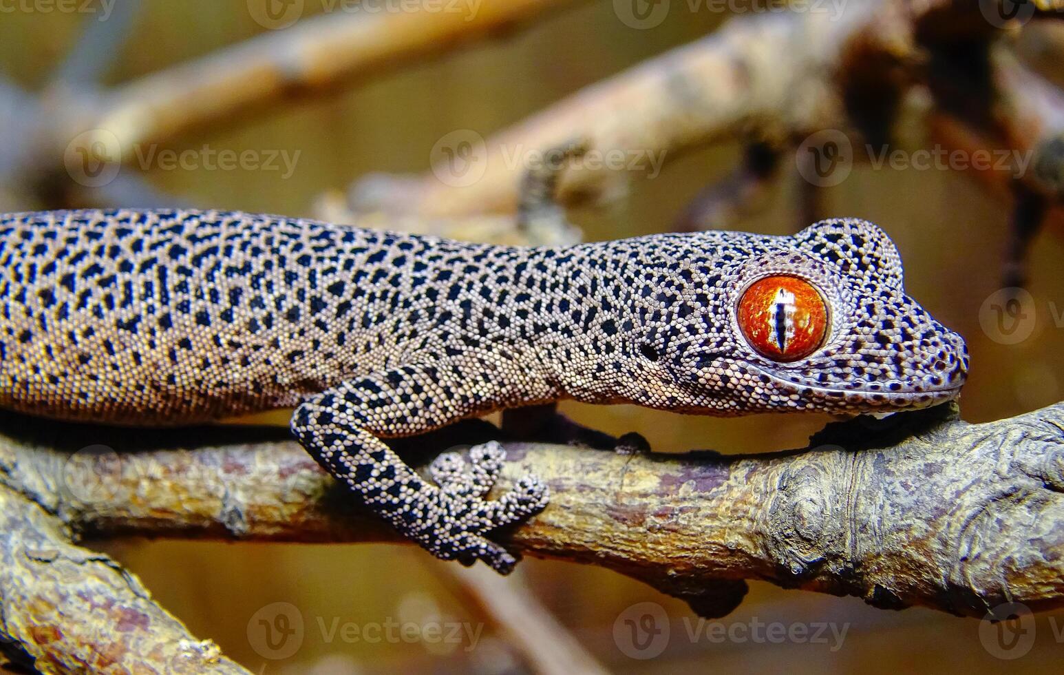 Golden-tailed gecko Strophurus taenicauda photo
