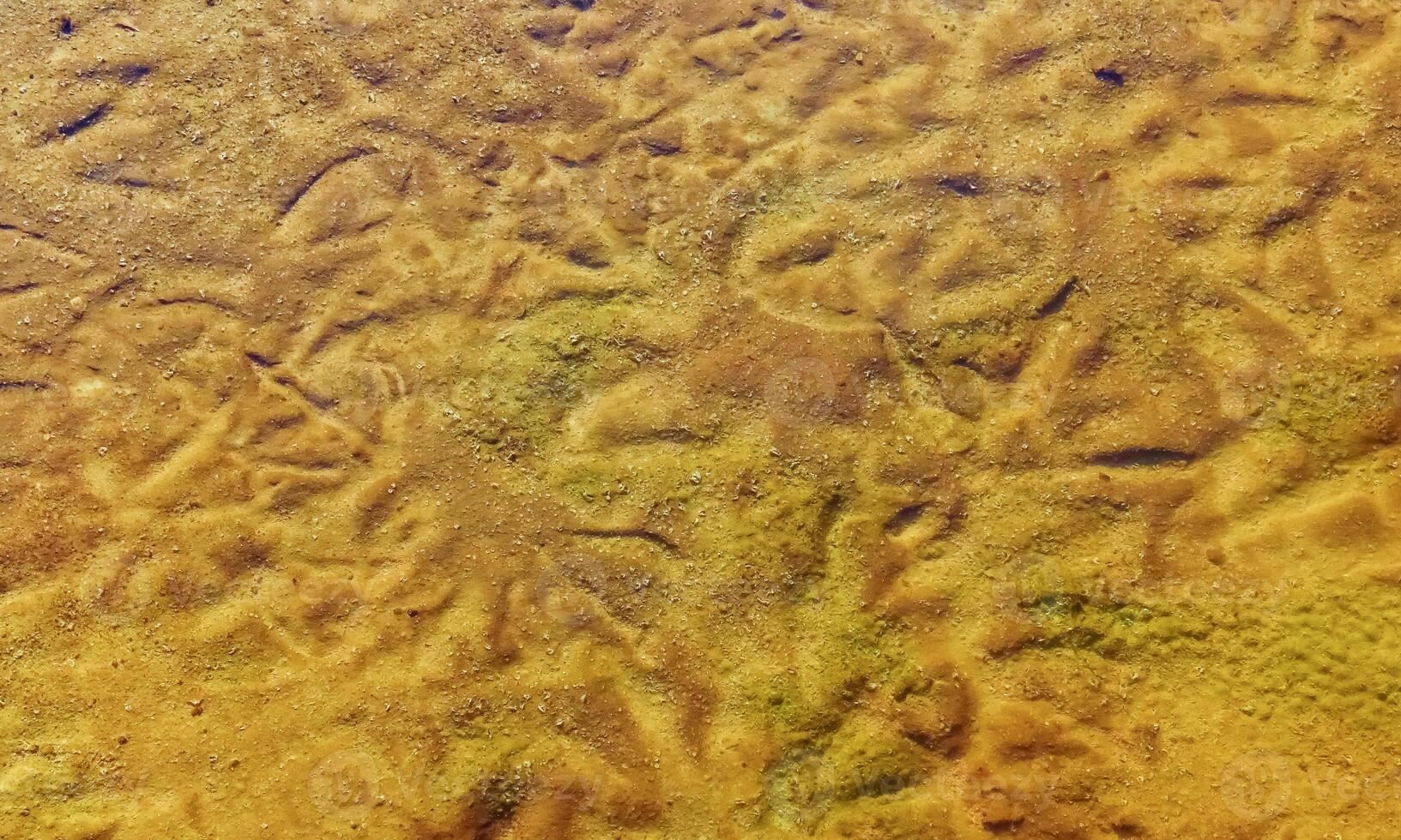 Single-celled green, diatom and blue-green algae in a salt puddle on the bank photo