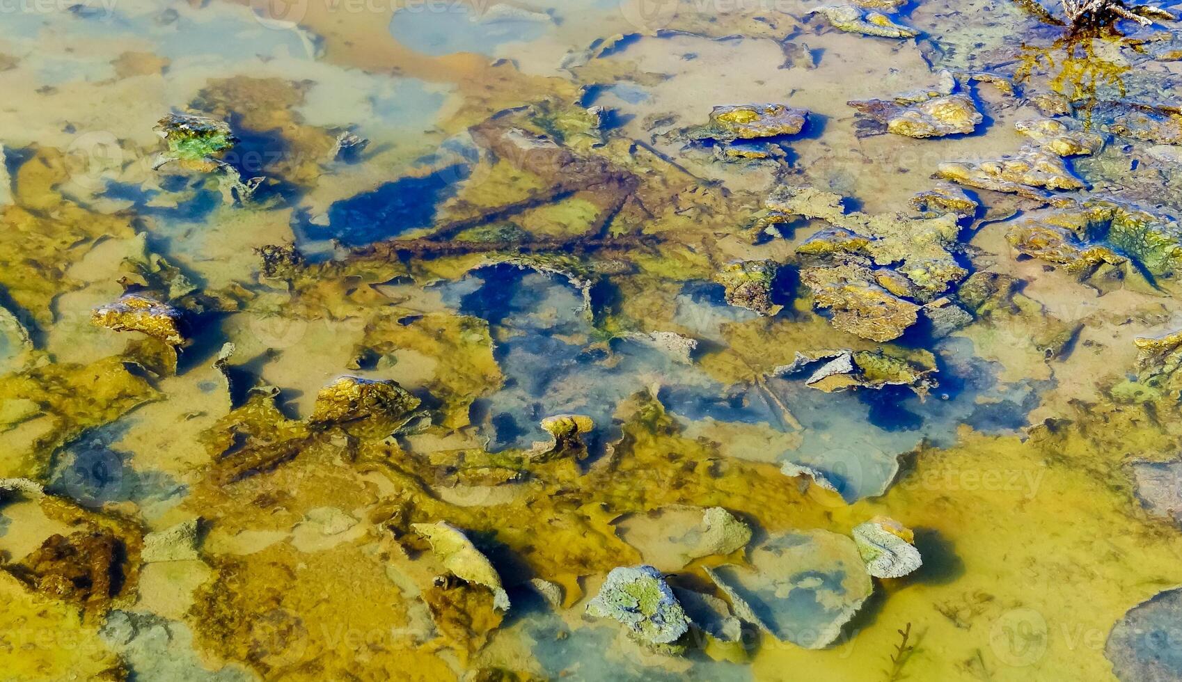 Single-celled green, diatom and blue-green algae in a salt puddle on the bank photo