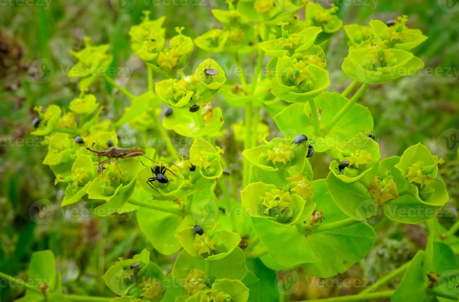 Insects on Euphorbia milkweed flowers collect sweet nectar on the bank photo