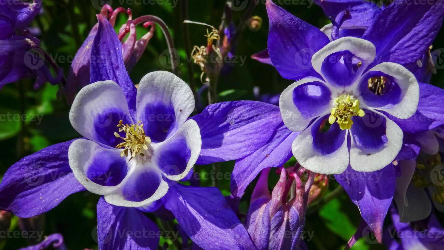 European columbine, common columbine Aquilegia vulgaris - unusual white and purple flowers photo