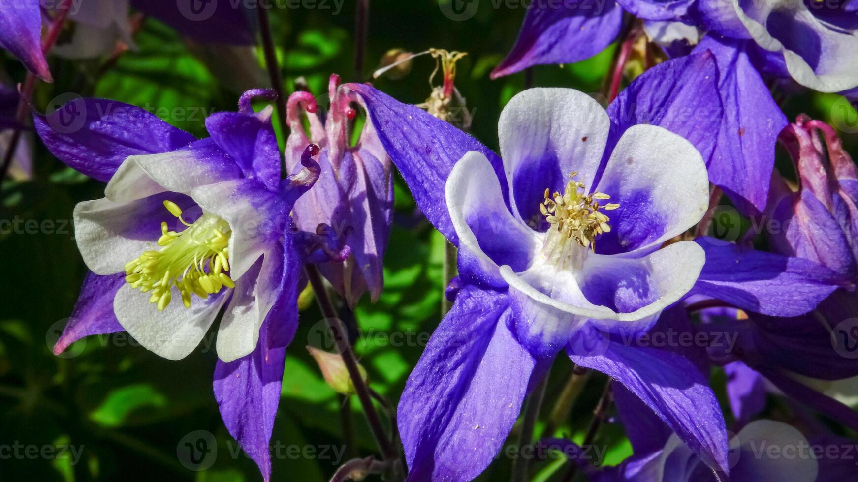 European columbine, common columbine Aquilegia vulgaris - unusual white and purple flowers photo