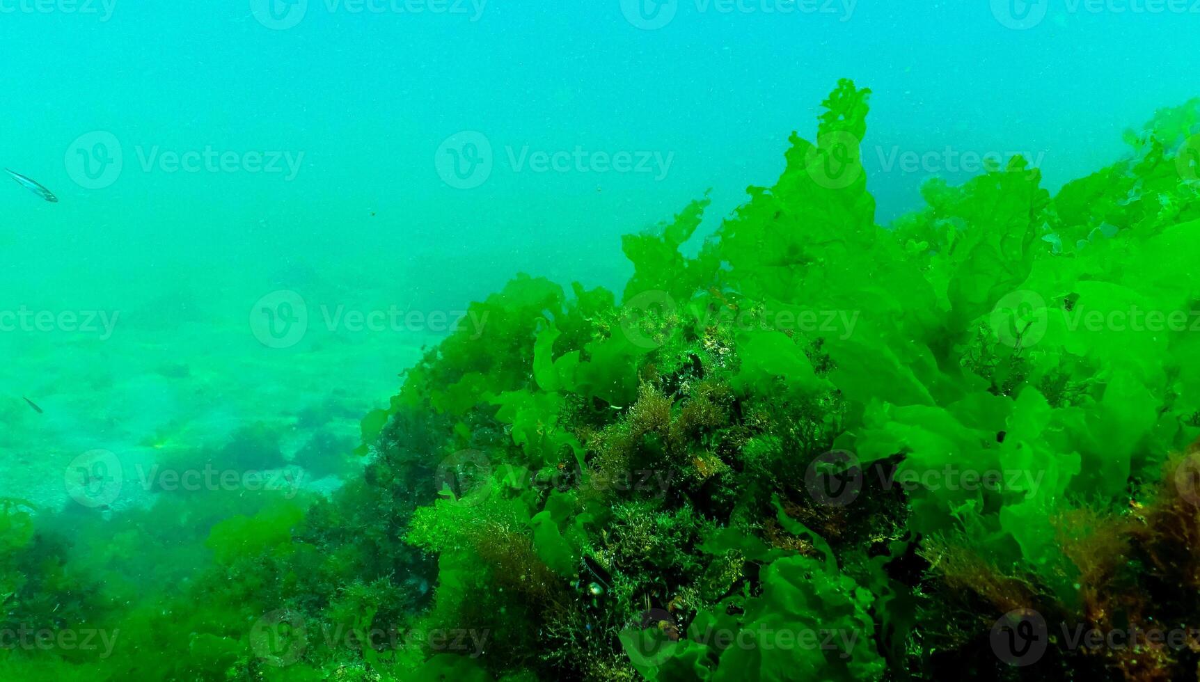 Green algae on the seabed Ulva, Enteromorpha, Cladophora photo