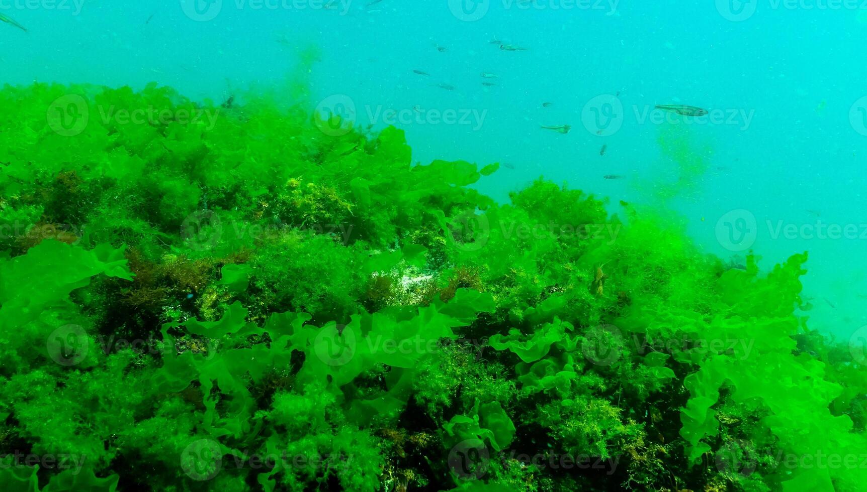 Green algae on the seabed Ulva, Enteromorpha, Cladophora photo