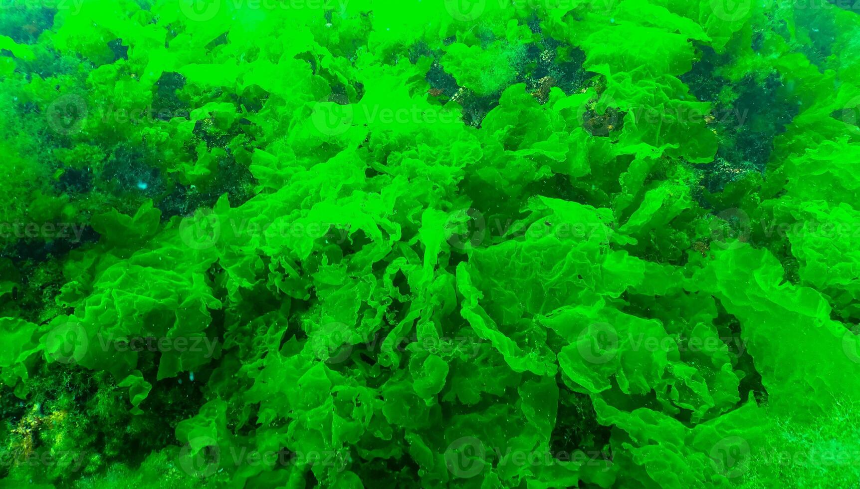 Green algae on the seabed Ulva, Enteromorpha, Cladophora photo