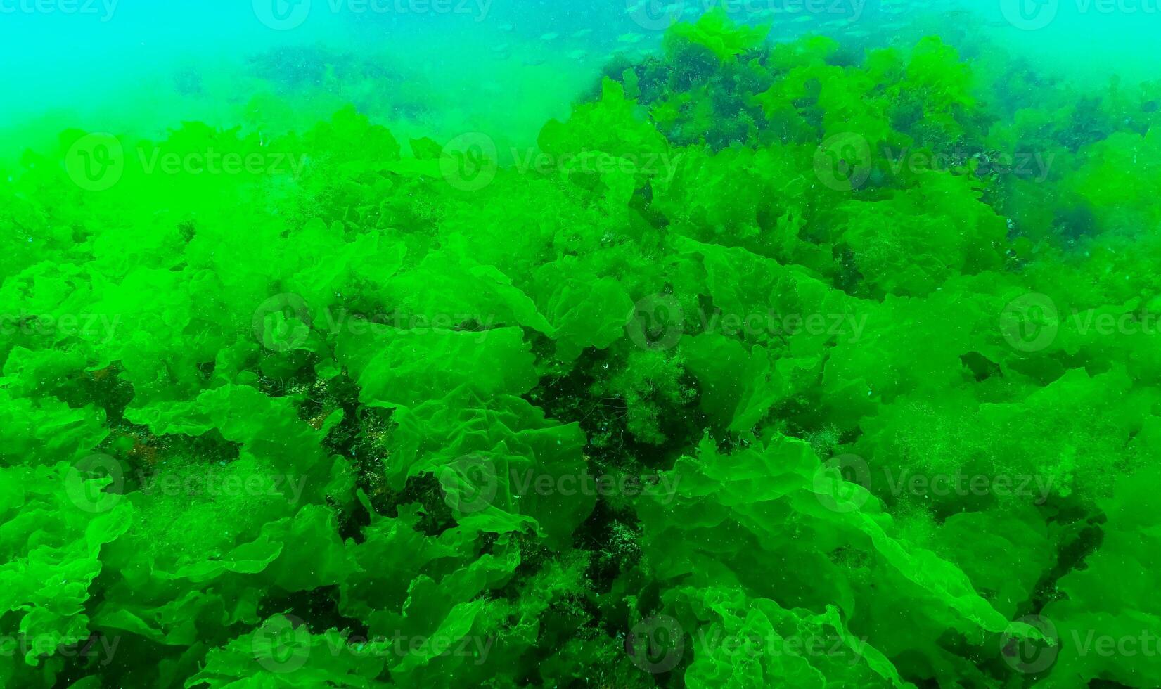 Green algae on the seabed Ulva, Enteromorpha, Cladophora photo
