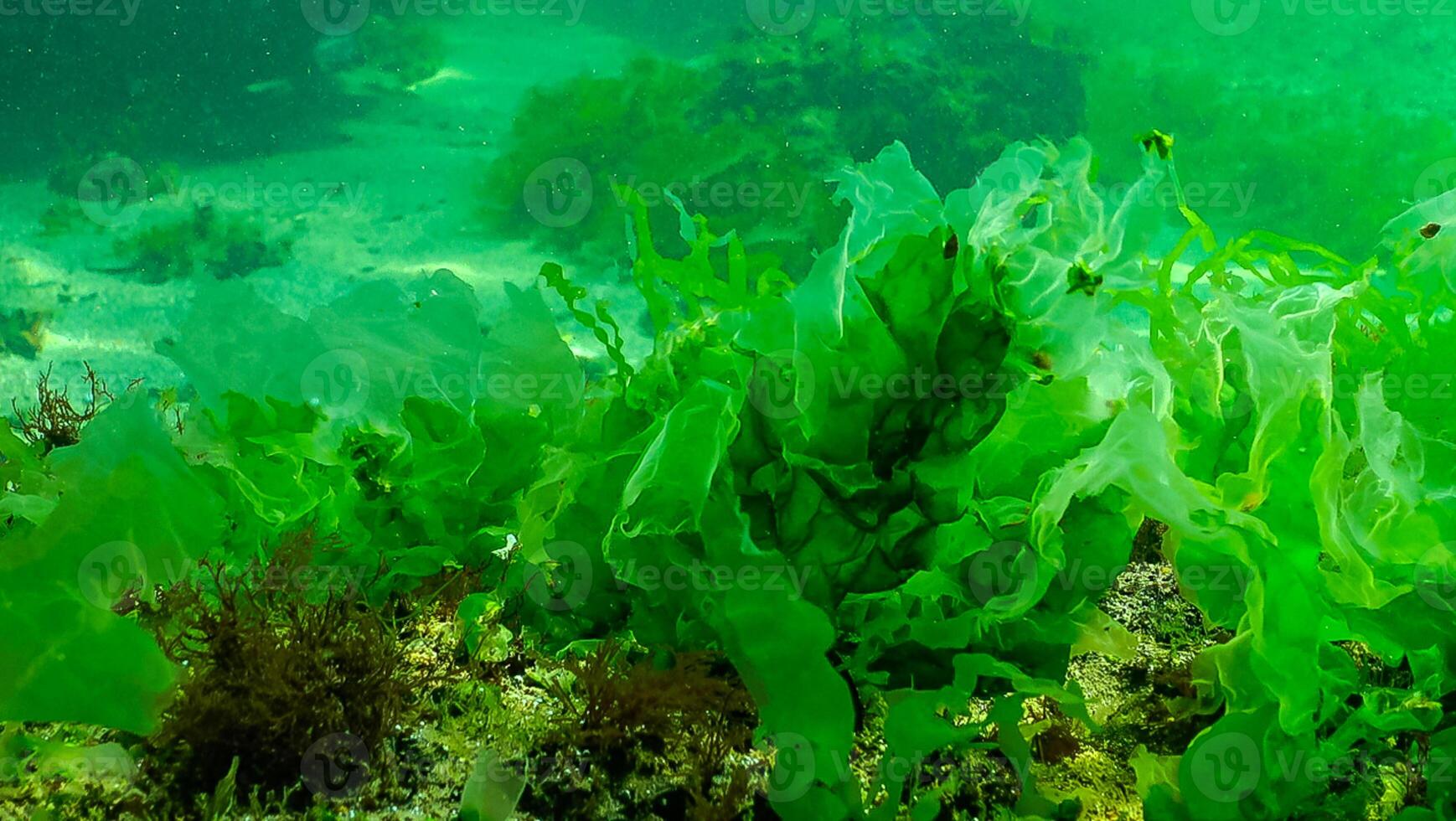 Green algae on the seabed Ulva, Enteromorpha, Cladophora. Underwater landscape photo