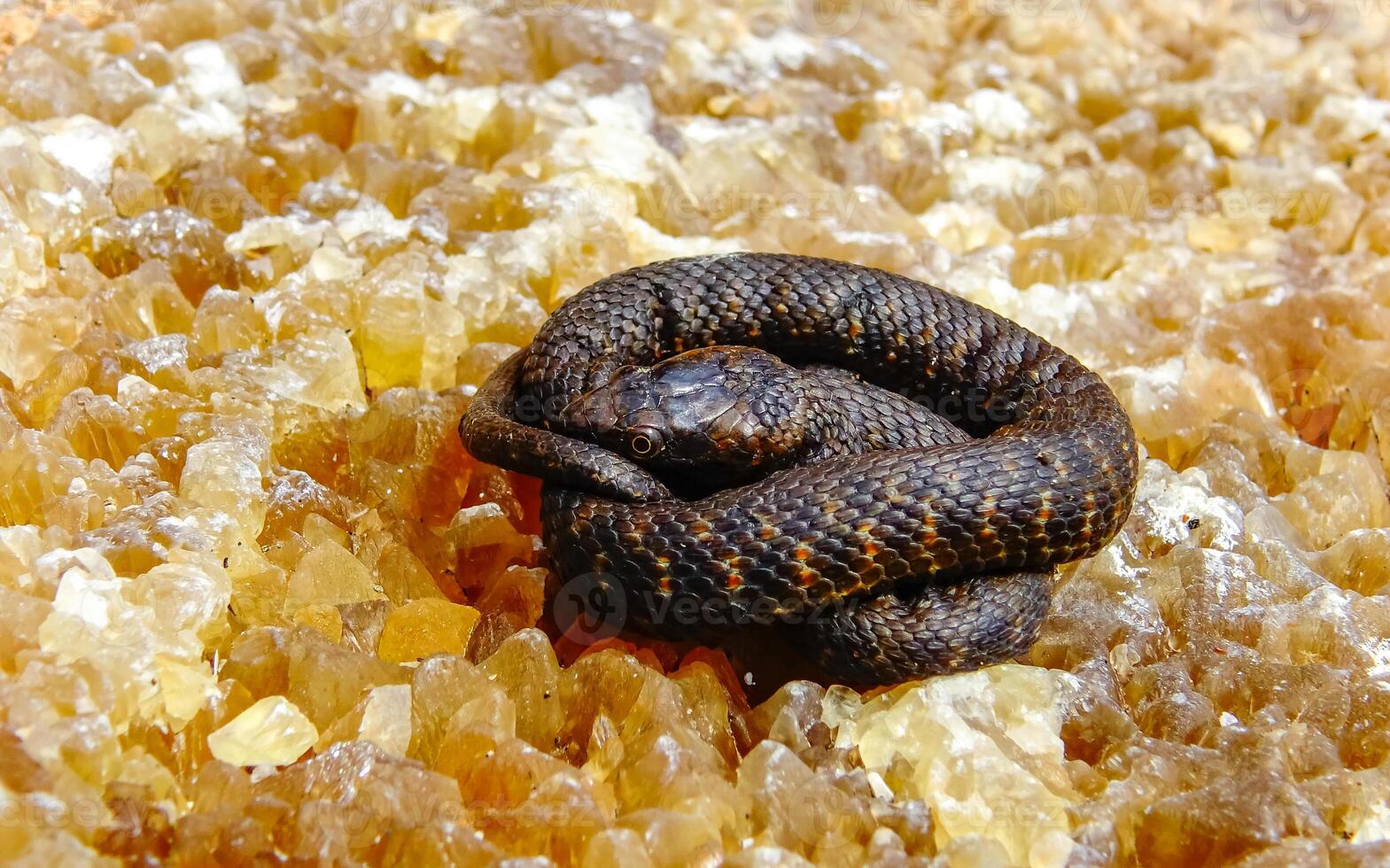 The dice snake Natrix tessellata, rare black form - melanistic water snake on the Black Sea coast in Bulgaria photo