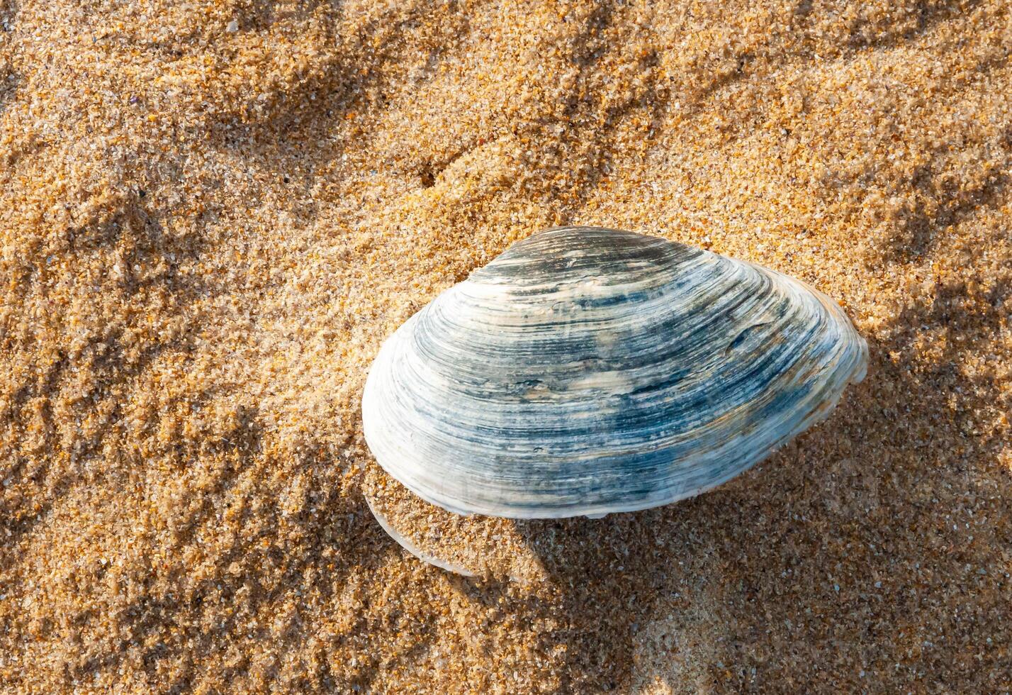 Shells of the clam Mya arenaria on the shore. Tiligul Liman, Odessa region photo