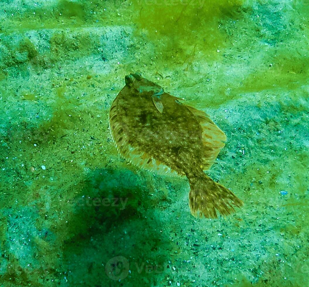 Black Sea, European flounder Platichthys flesus luscus floats in the water column photo