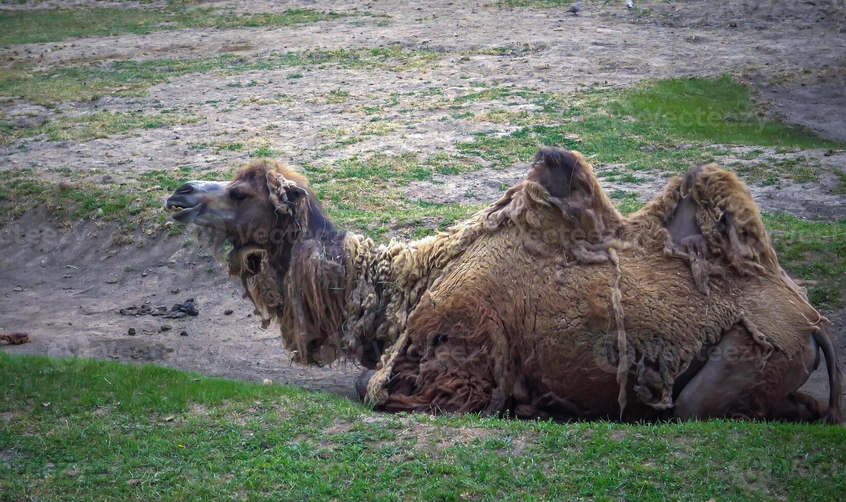 The Bactrian camel Camelus bactrianus the animal molts in summer and rests in the sun photo