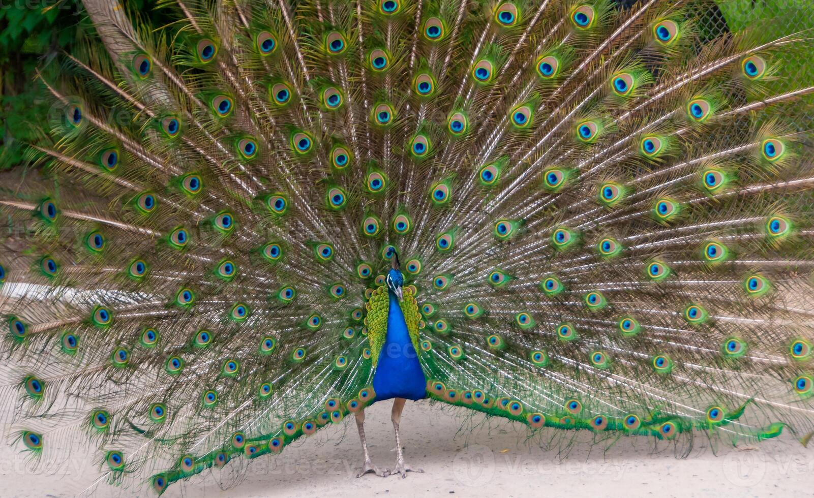The Indian blue peafowl, Peacock Pavo cristatus, male photo