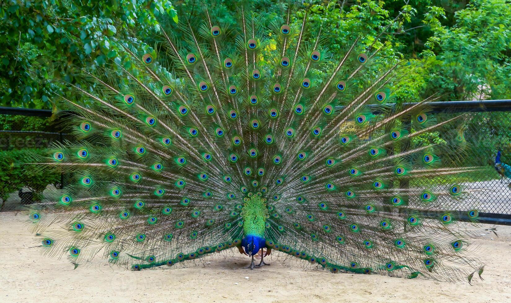 Indian blue peafowl Pavo cristatus photo