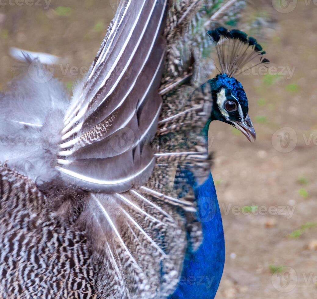The Indian blue peafowl, Peacock Pavo cristatus, Askania-Nova, Ukraine photo