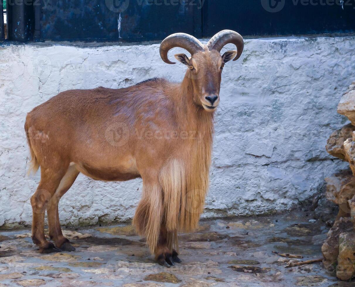 The Barbary sheep Ammotragus lervia, animal in an aviary at Askania-Nova Zoo photo