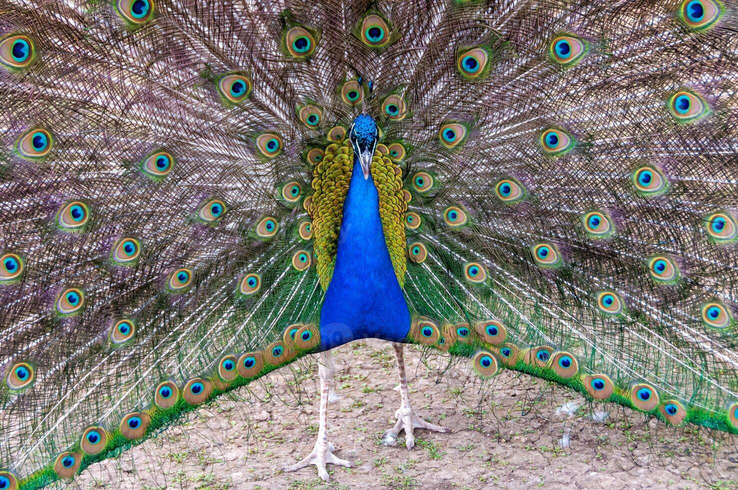 Indian blue peafowl Pavo cristatus, adult male with open tail photo