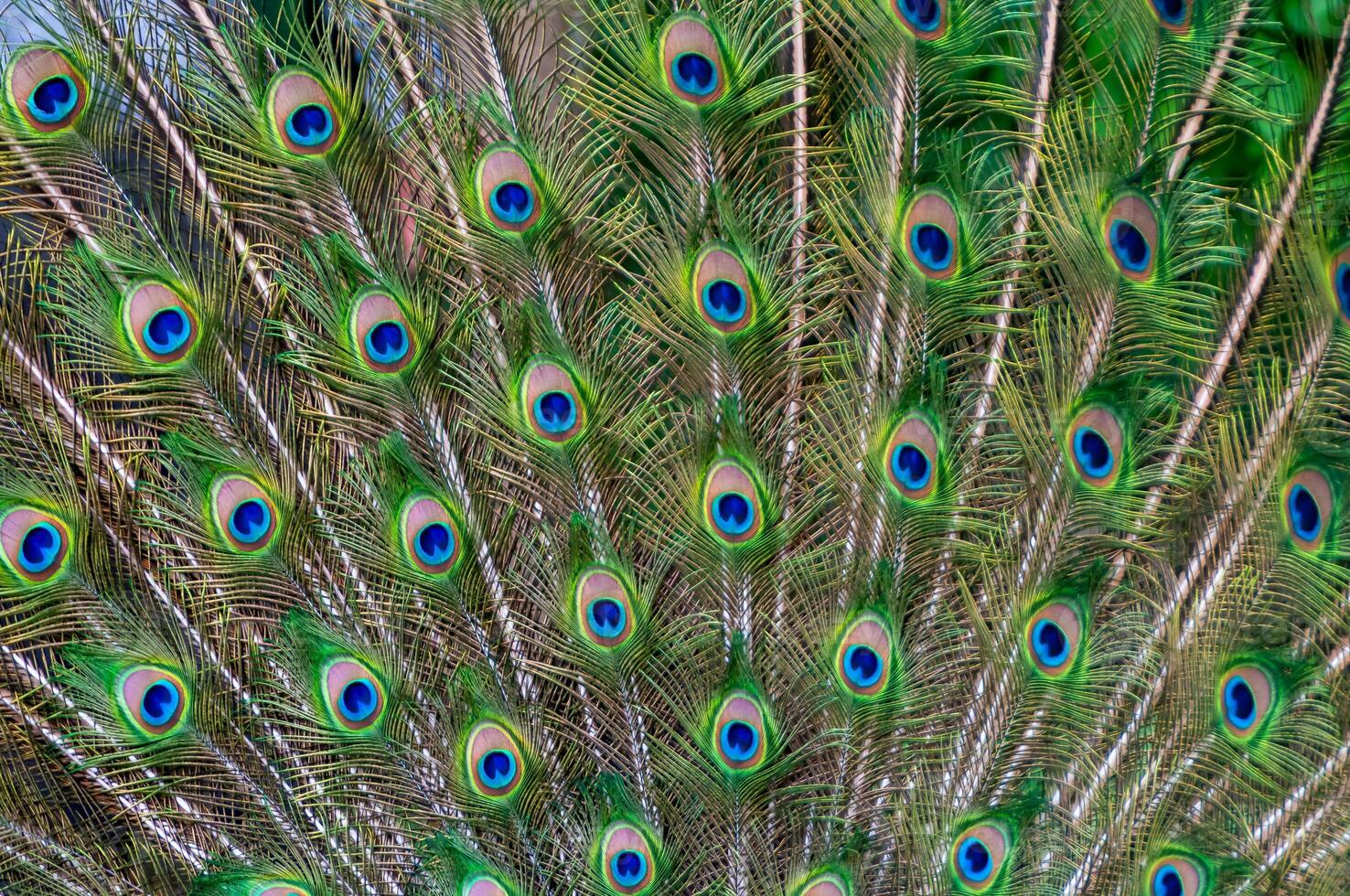 Close-up of feathers, male The Indian blue peafowl, Peacock Pavo cristatus photo