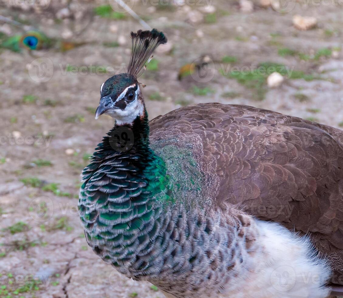 The Indian blue peafowl, Peacock Pavo cristatus, Askania-Nova, Ukraine photo