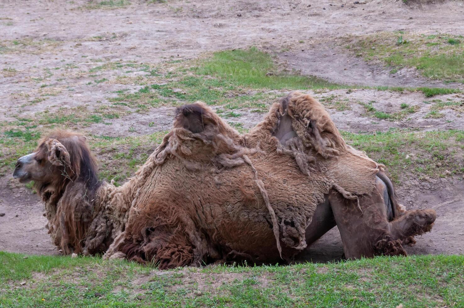 The Bactrian camel Camelus bactrianus the animal molts in summer and rests in the sun photo