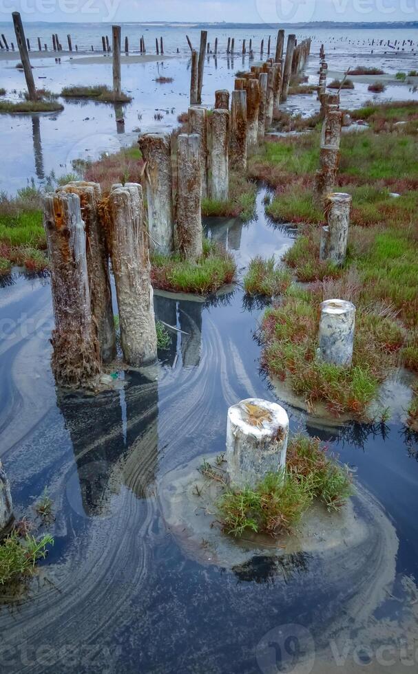 Self-settling salt on wooden logs. Hypersaline water in a drying lake, an environmental problem. Black Sea photo