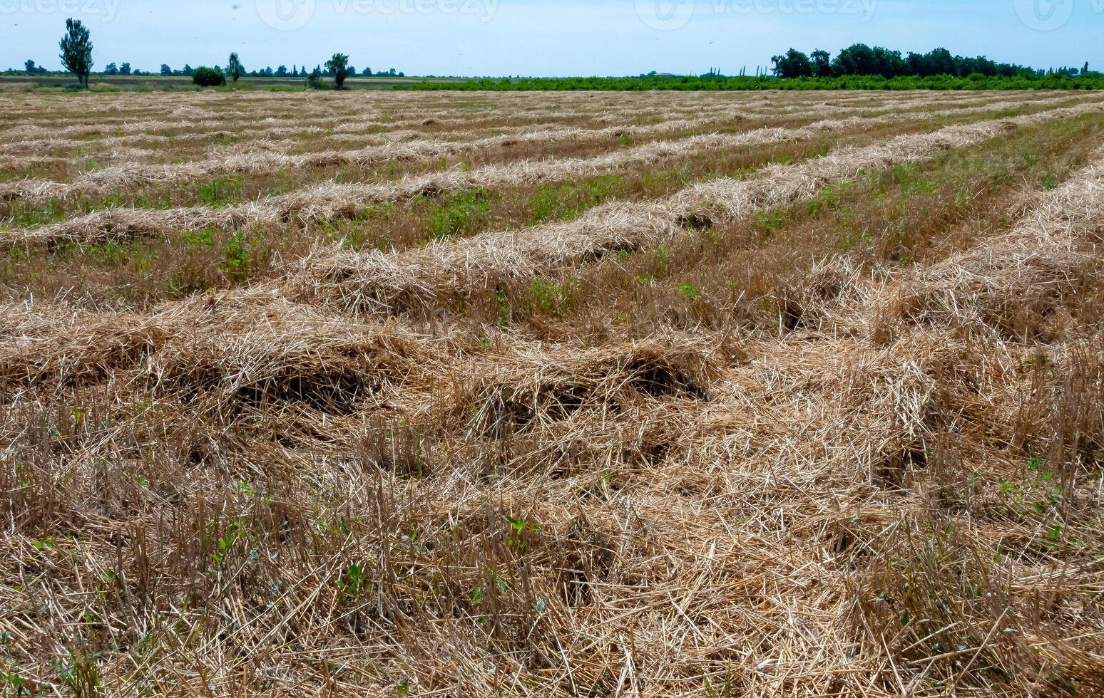 Mowed wheat in shafts dries on the field, Ukraine photo