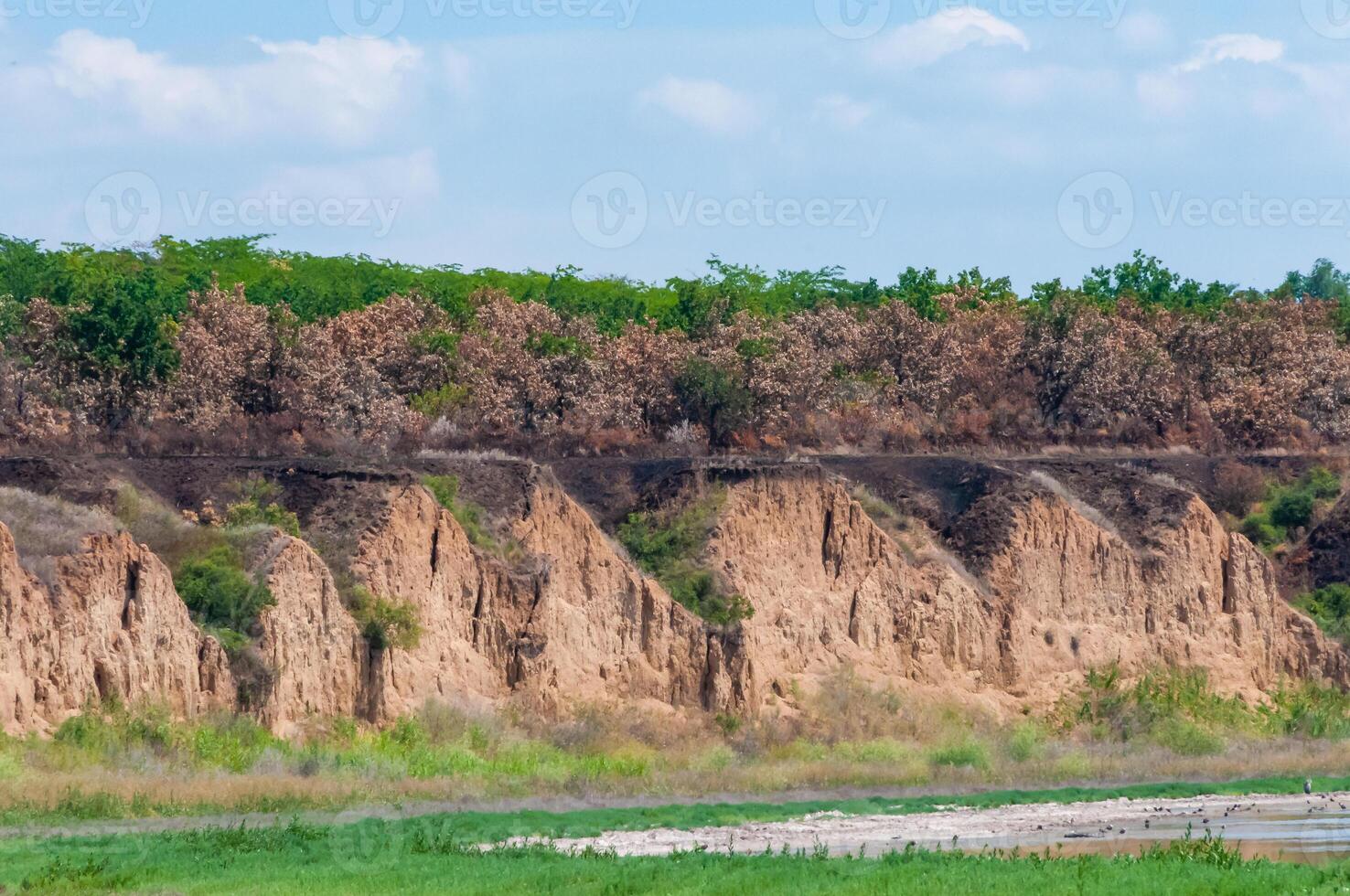 Burnt steppe vegetation on the clay bank of the upper reaches of the Tiligul estuary, Ukraine photo