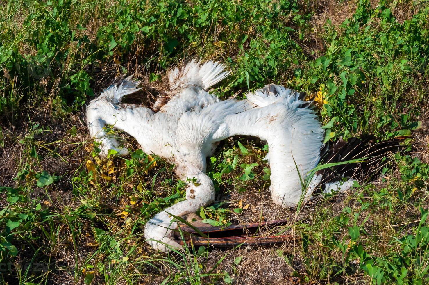 Dead pink pelican on the bank of the estuary, crashed on the wires of power lines, Ukraine photo