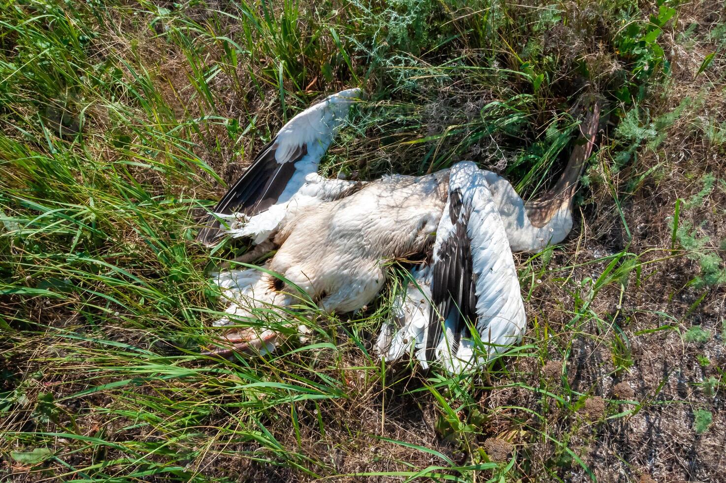 Dead pink pelican on the bank of the estuary, crashed on the wires of power lines, Ukraine photo