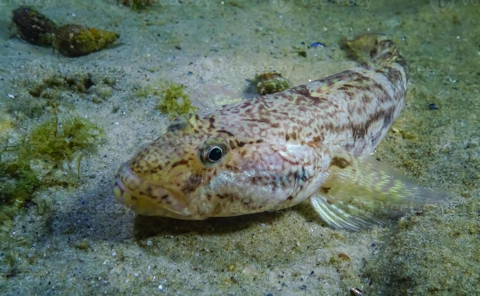 Sea fish Knout goby Mesogobius batrachocephalus lies on the bottom covered with seashells photo