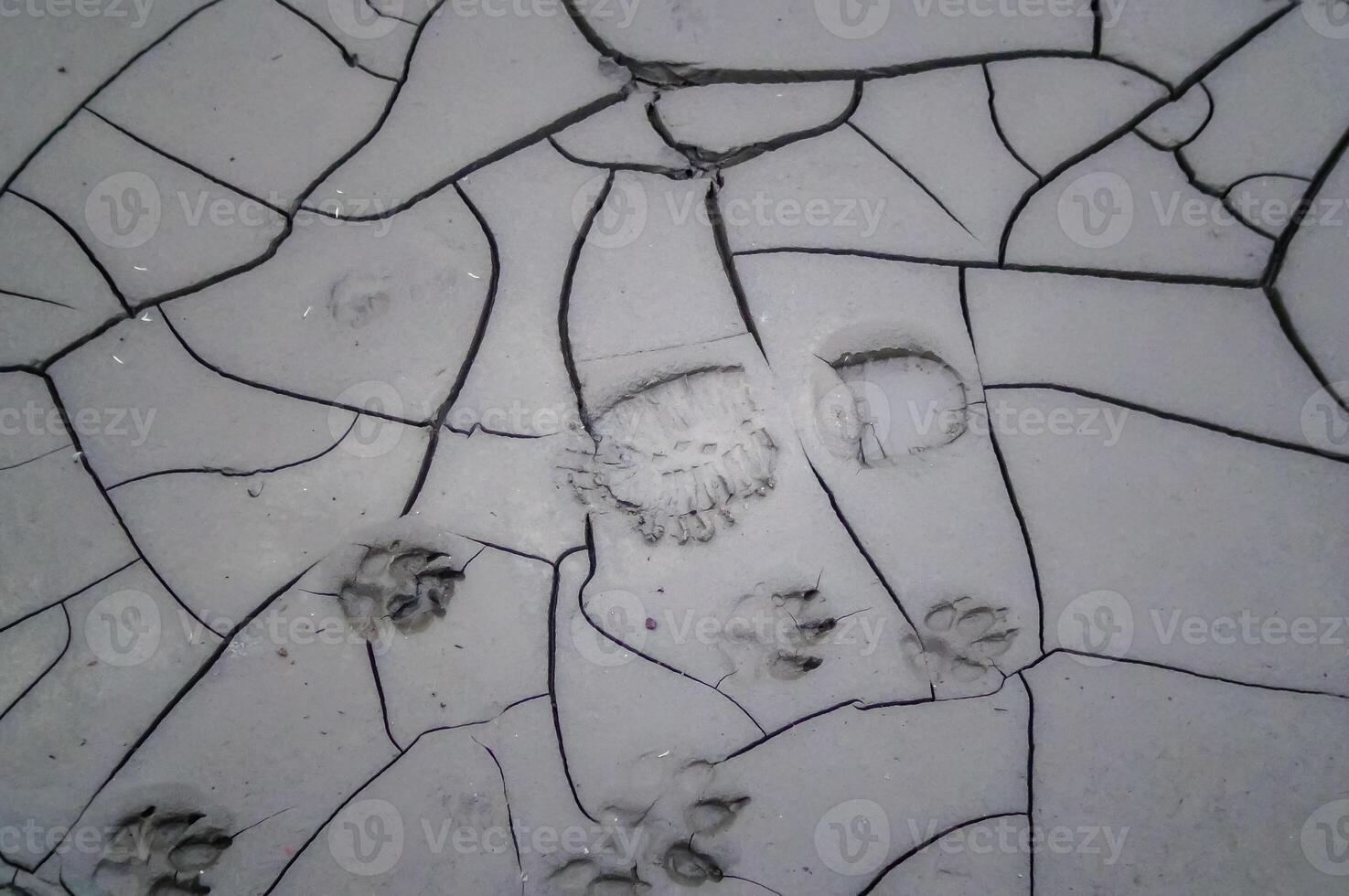 Animal footprints and human feet on the drying mud in the Kuyalnik Estuary, where salt was mined in the 18th century photo