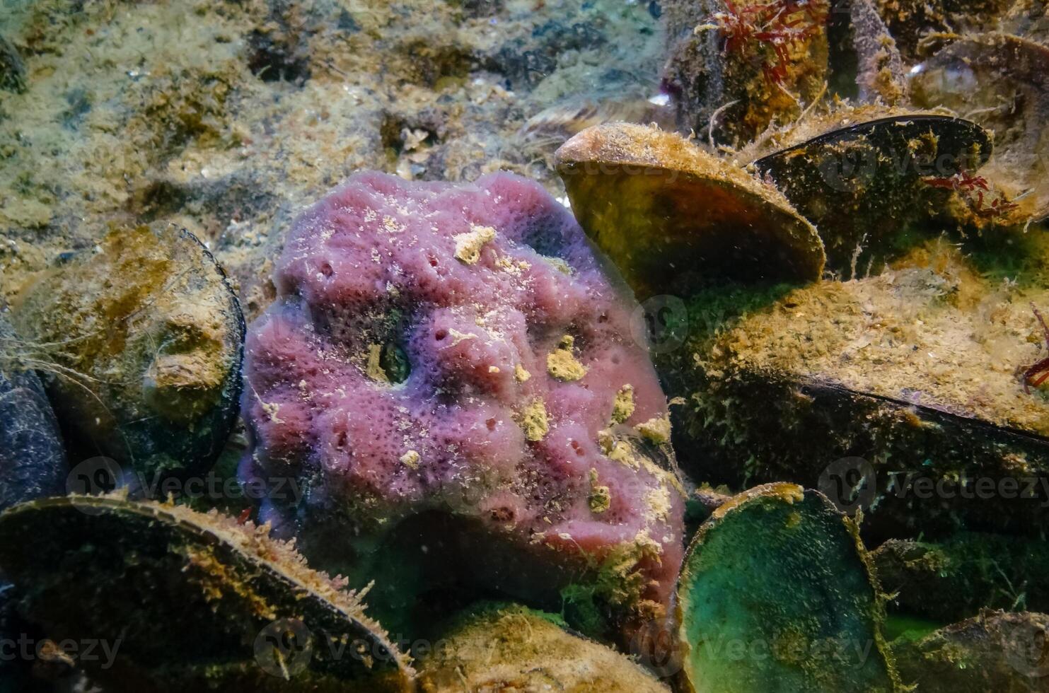 Pink sea sponges Halichondria Spongia on the reefs in the Black Sea photo