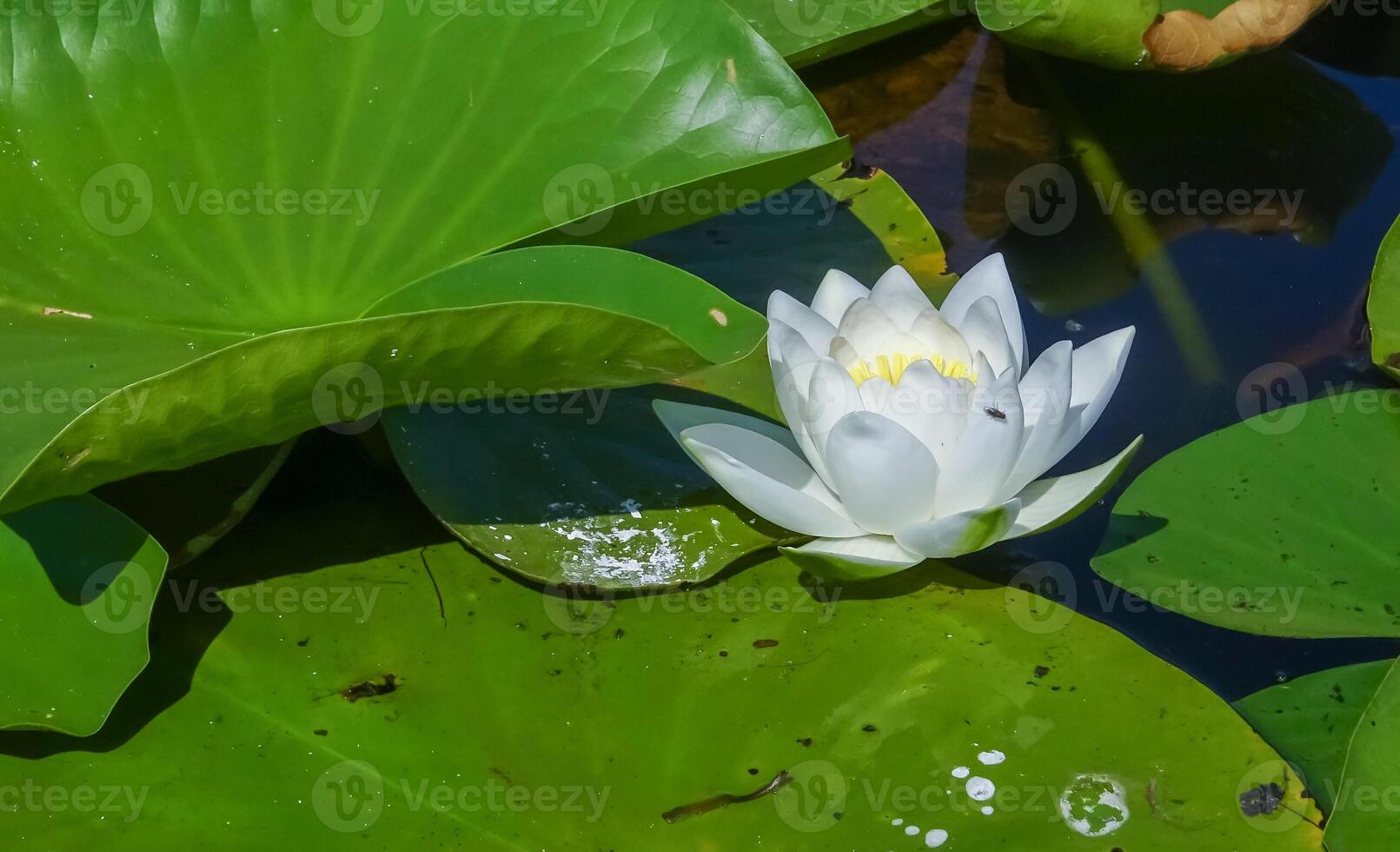 Beautiful white water lily Nymphaea alba flowers on the water surface photo