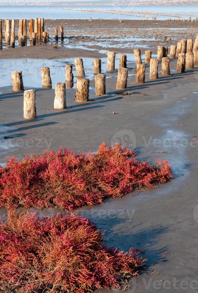 Self-settling salt on wooden logs. Hypersaline water in a drying lake, an environmental problem photo