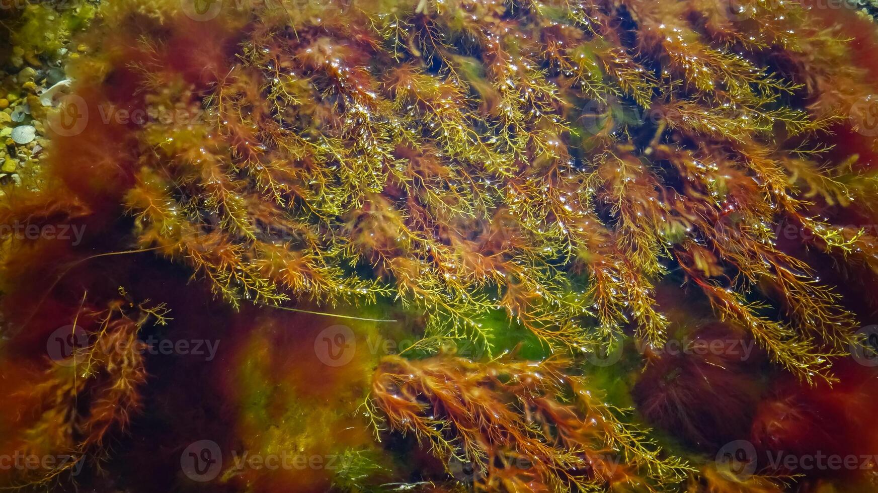 Brown algae macrophytes Cystoseira barbata and other green and red algae at the bottom of the Tiligul estuary photo