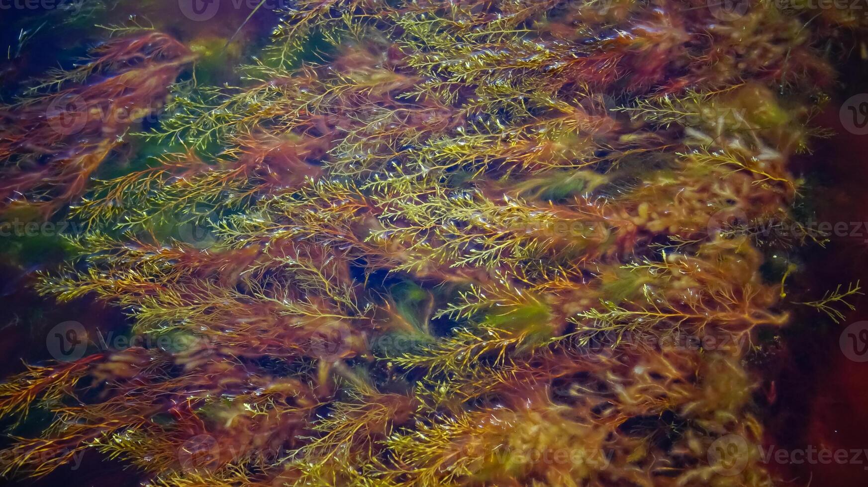 Brown algae macrophytes Cystoseira barbata and other green and red algae at the bottom of the Tiligul estuary photo