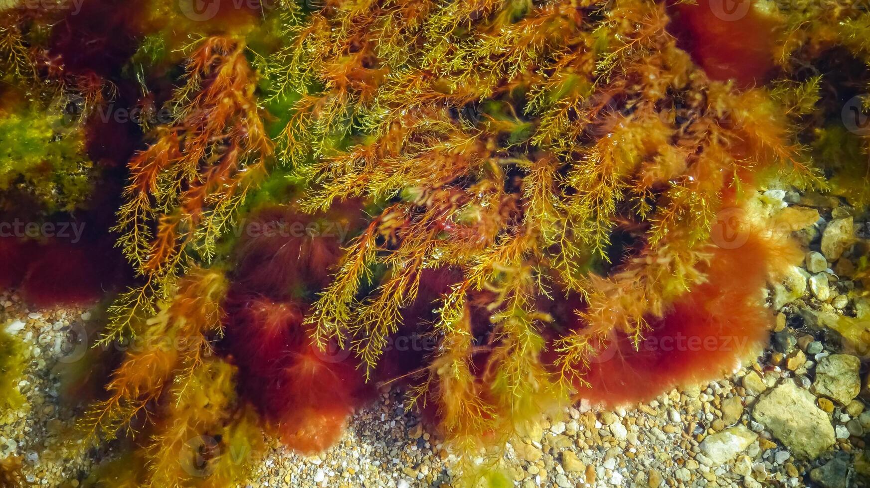Brown algae macrophytes Cystoseira barbata and other green and red algae at the bottom of the Tiligul estuary photo