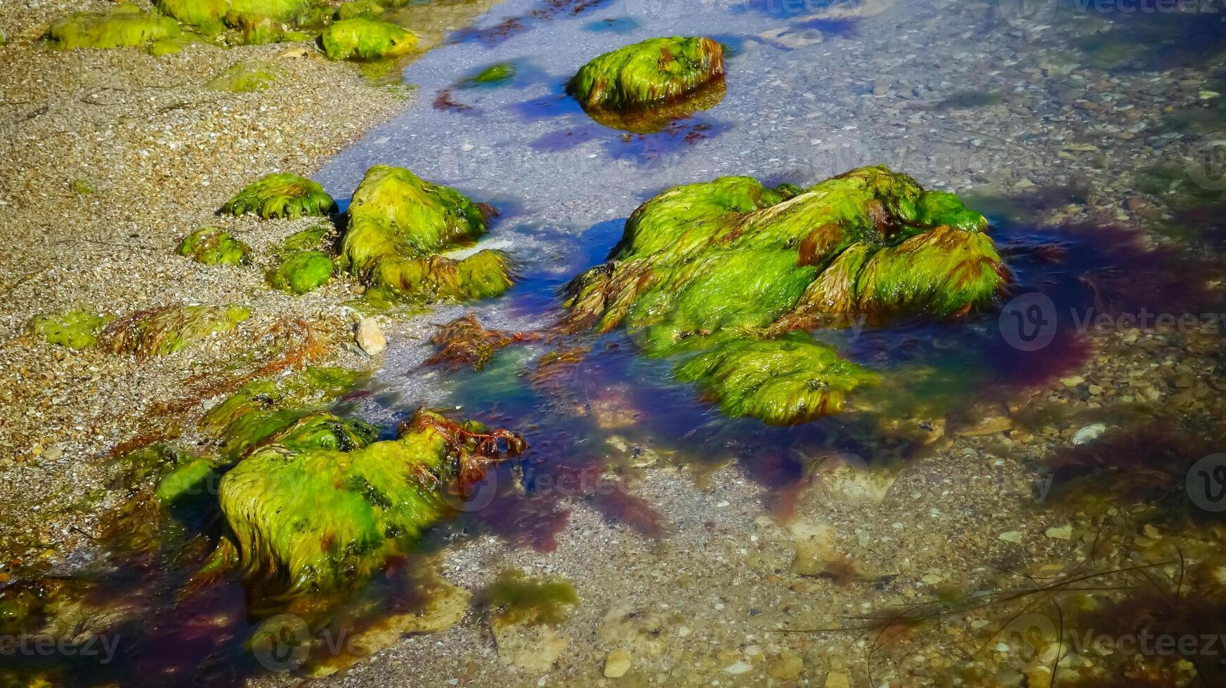 Brown algae macrophytes Cystoseira barbata and other green and red algae at the bottom of the Tiligul estuary photo