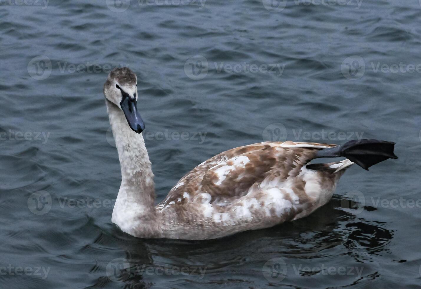 Young birds mute swan Cygnus olor, a bird with variegated feathers swims photo