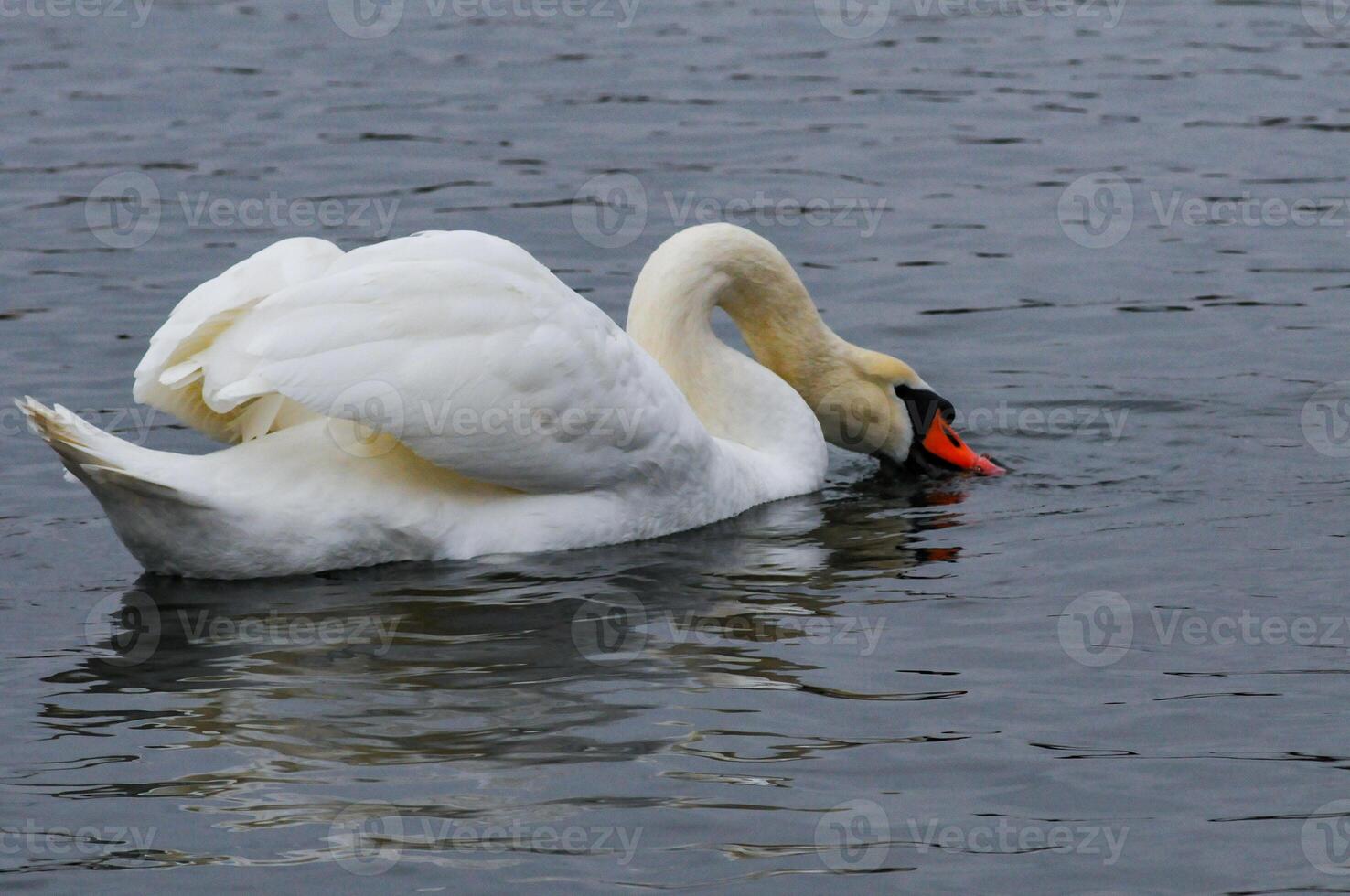 The mute swan Cygnus olor, an adult bird with a red beak swims in the sea photo