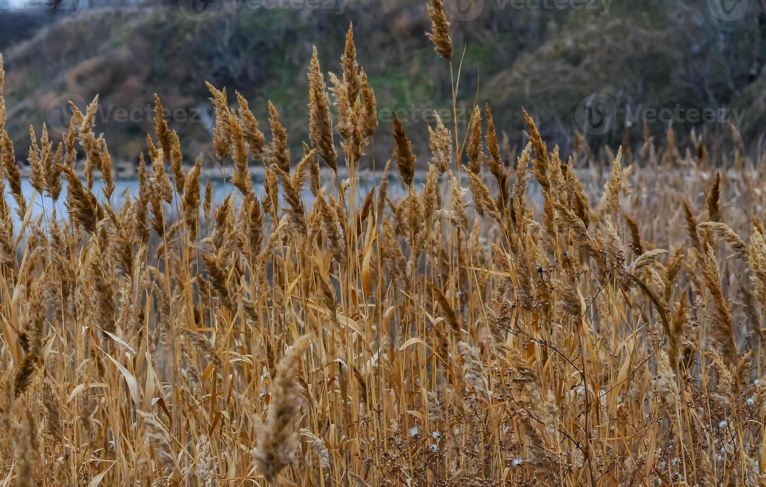 Phragmites australis - thickets of dry yellow reeds in Sukhoi estuary photo