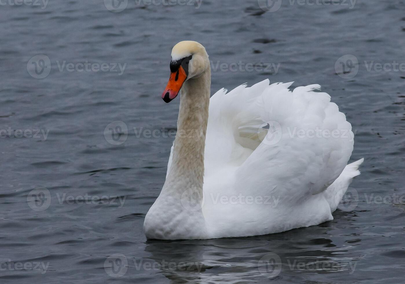 The mute swan Cygnus olor, an adult bird with a red beak swims in the sea photo