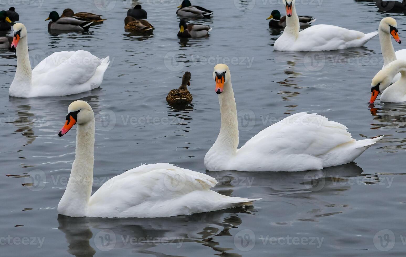 The mute swan Cygnus olor, an adult bird with a red beak swims in the sea photo